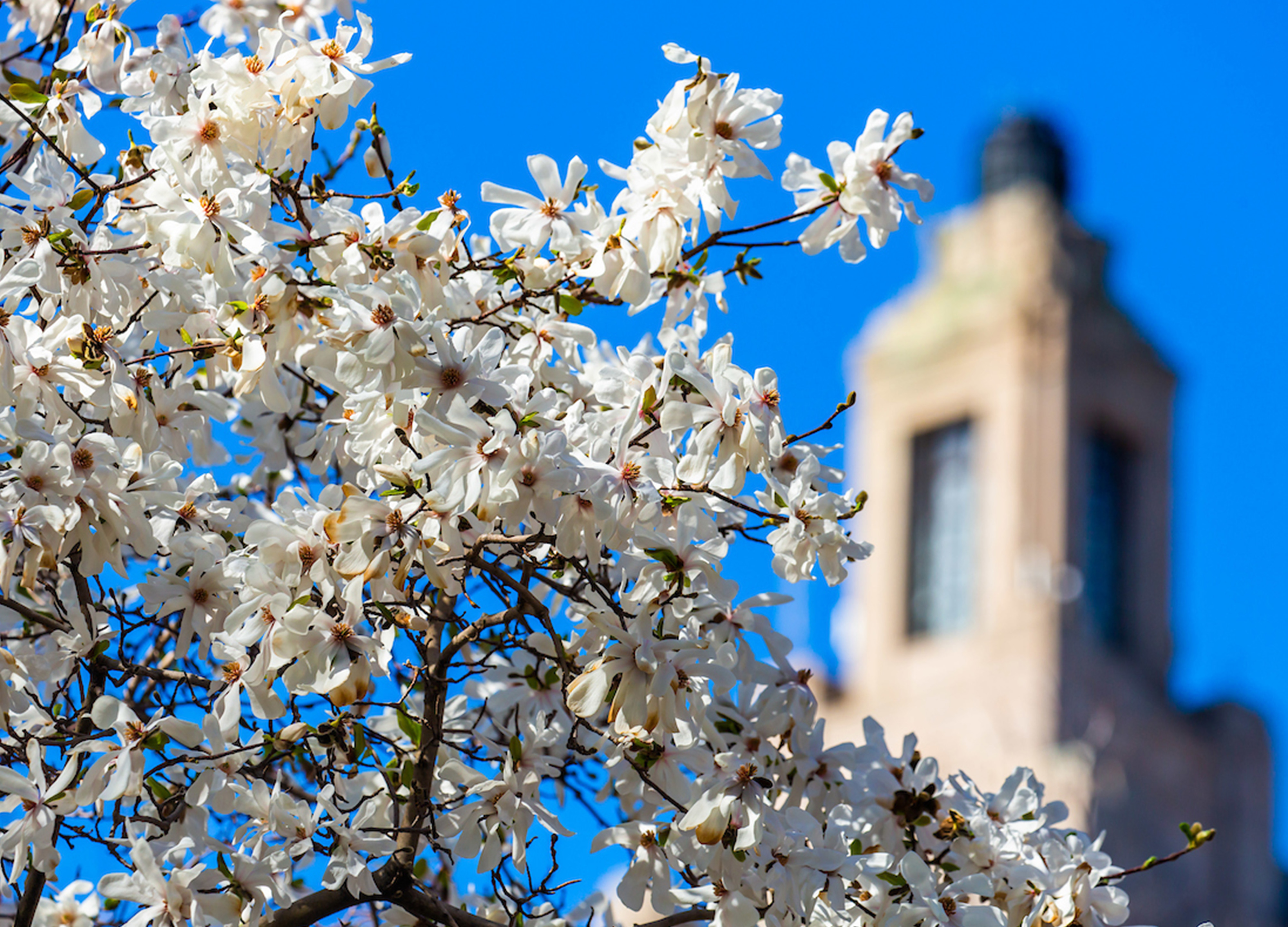 Image of white flowers 